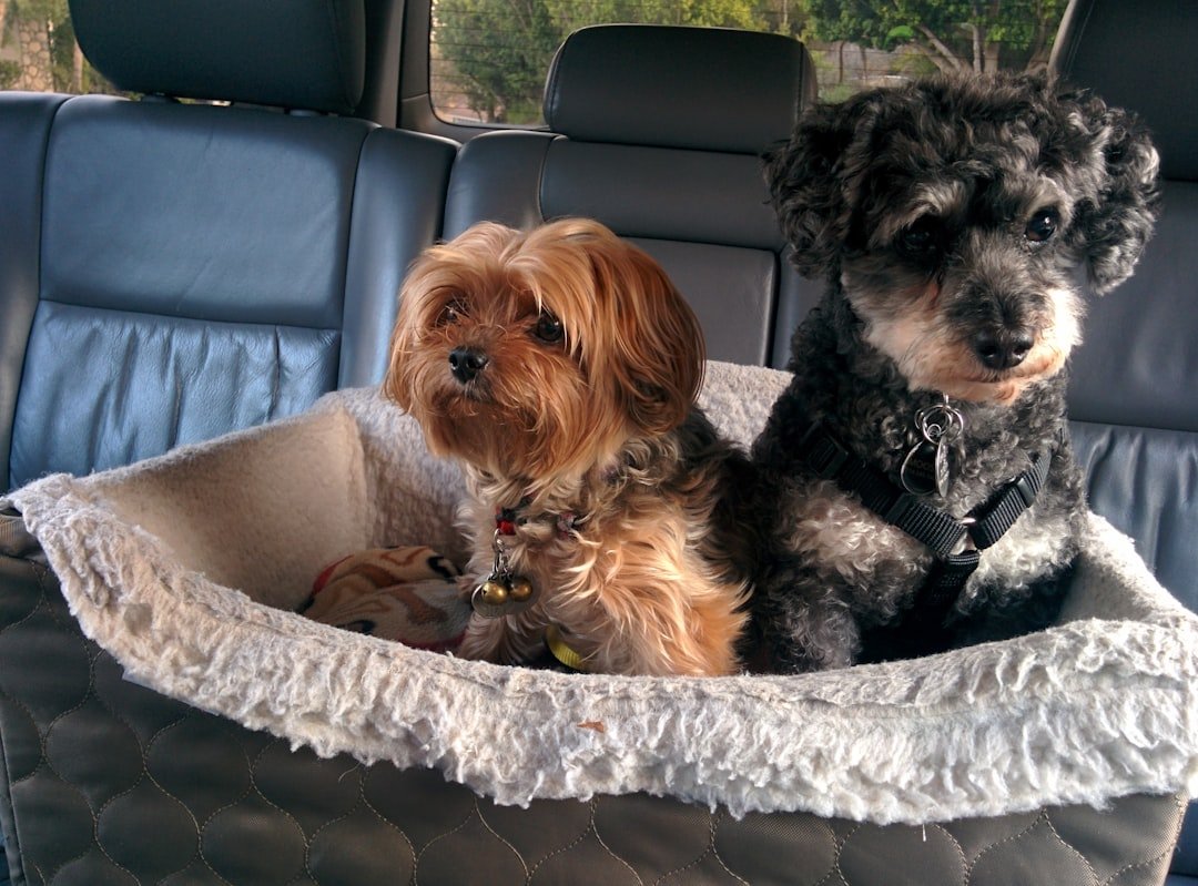 dog car seat cover