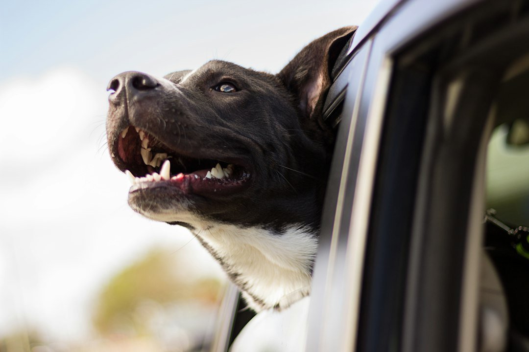 dog barrier car SUV interior